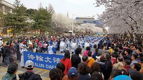 法轮功天国乐团十七日在轮中路樱花节上表演