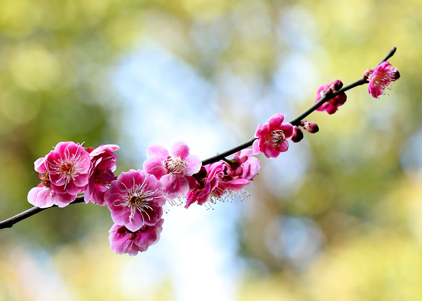 Image for article City of Costa Mesa, California Proclaimed Falun Dafa Week