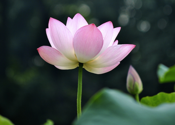 Image for article Australia: Falun Dafa Practitioners Share Experiences about Calling People in China